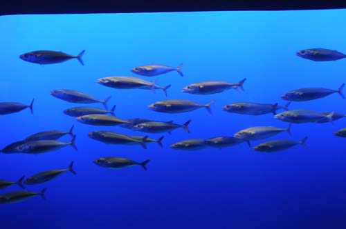 2008-09-29 11-05-06_ISO 1600_f-3.8_1-30 s_24 mm