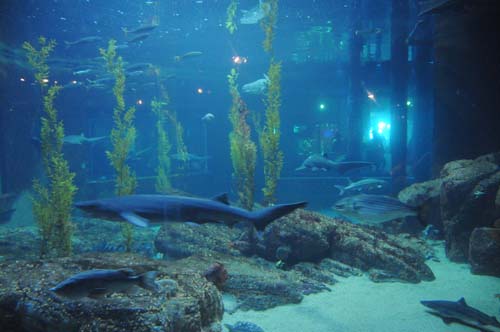 2008-09-29 12-10-53_ISO 3200_f-3.5_1-15 s_18 mm