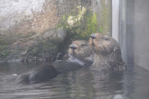 2008-09-29 12-42-05_ISO 800_f-6.3_1-160 s_170 mm